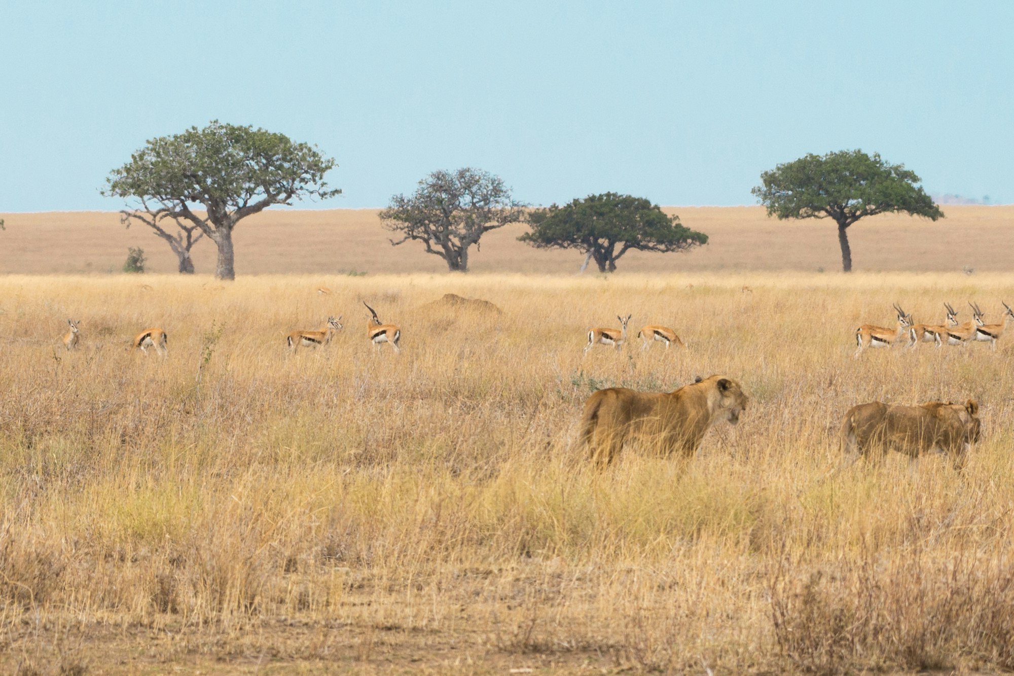 Panoramic view of the desert near Desert Hot Springs
