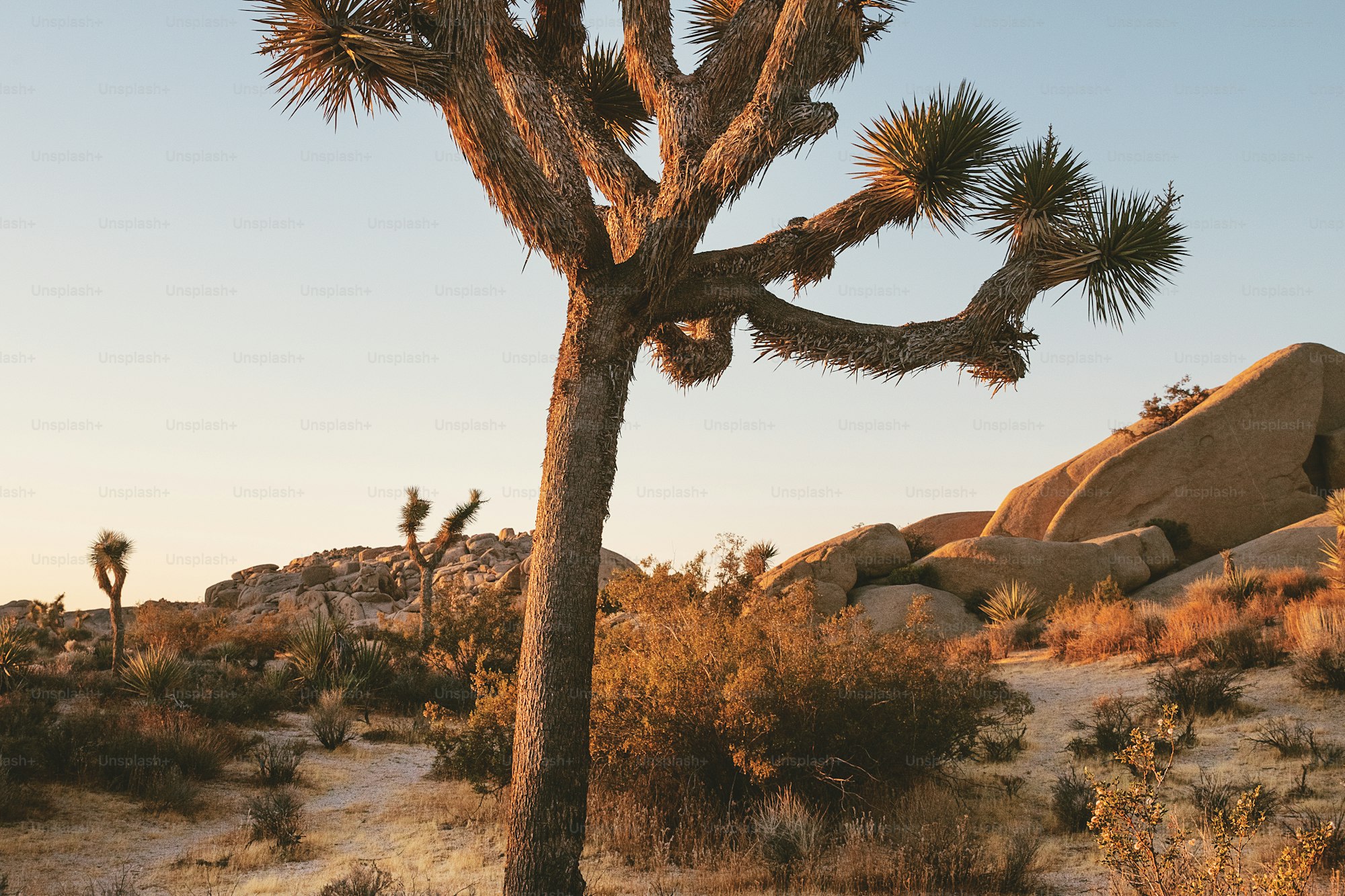 Joshua tree illuminated by warm sunrise light in the desert