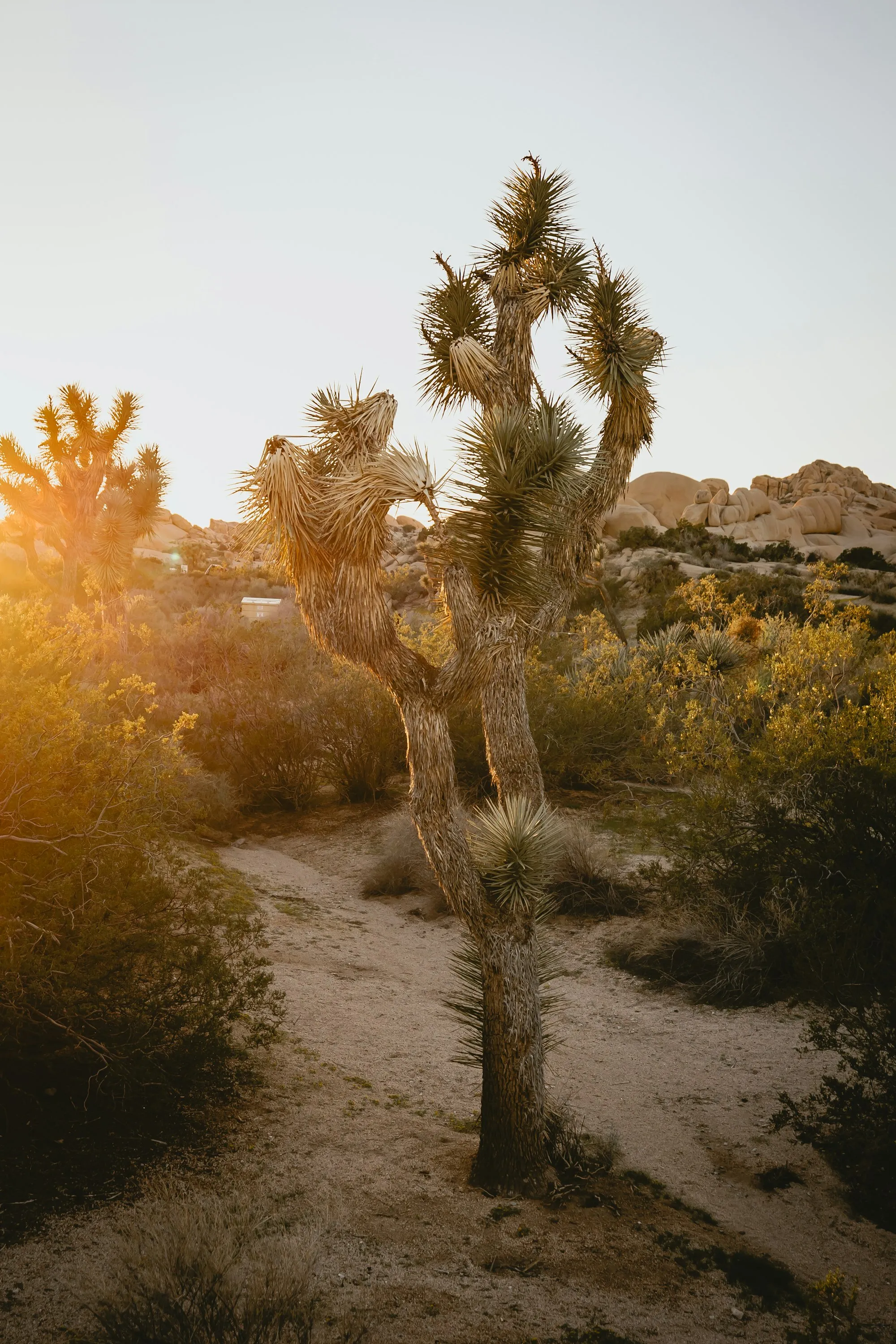 Joshua tree and boulders bathed in golden hour light