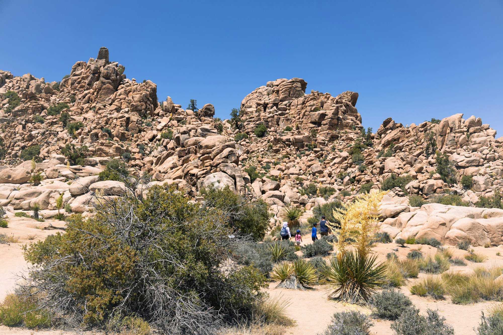 Preparing Your Website for Tourist Season in Joshua Tree