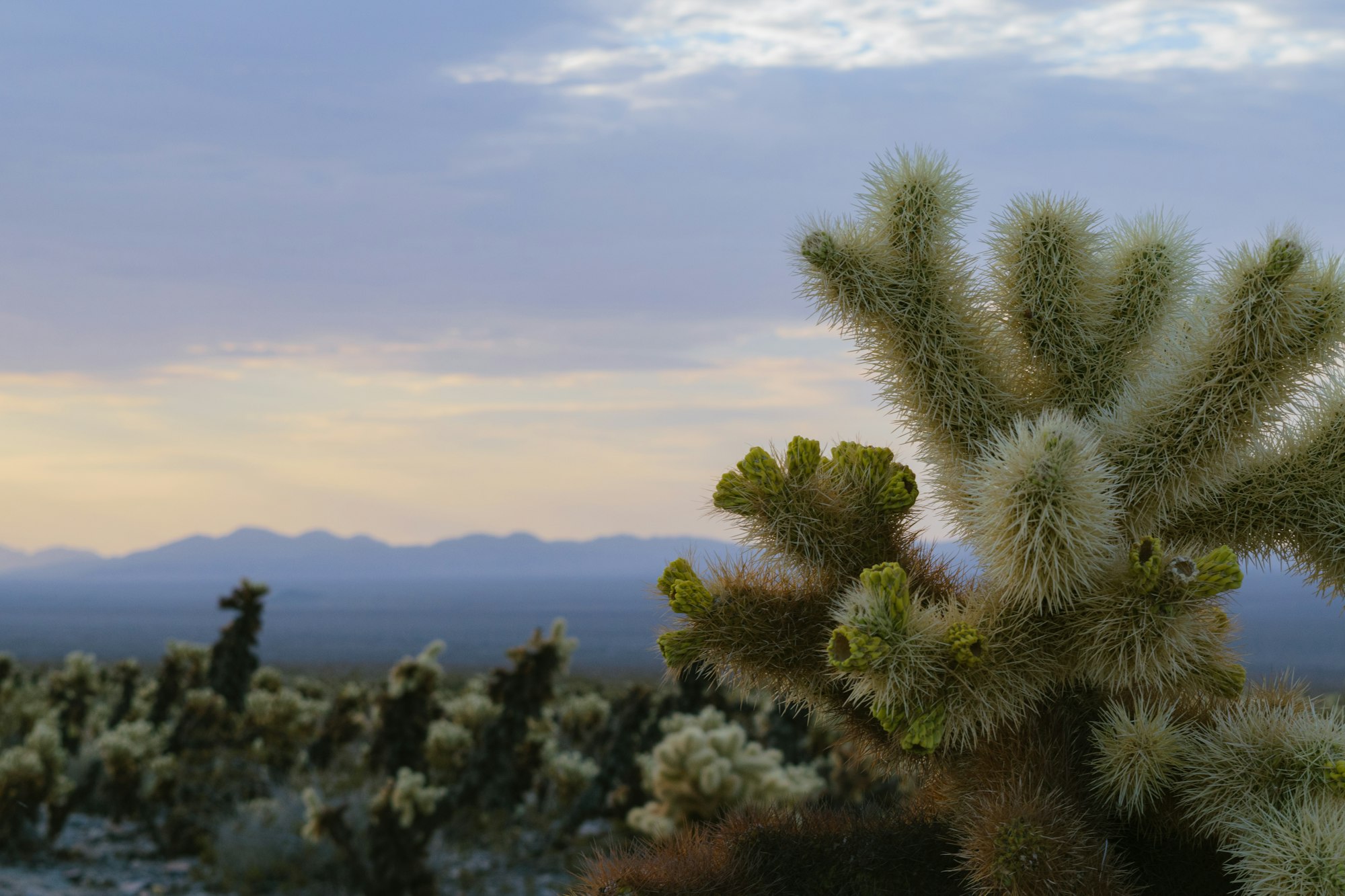 Cholla Cactus Garden in Joshua Tree National Park with mountains beyond
