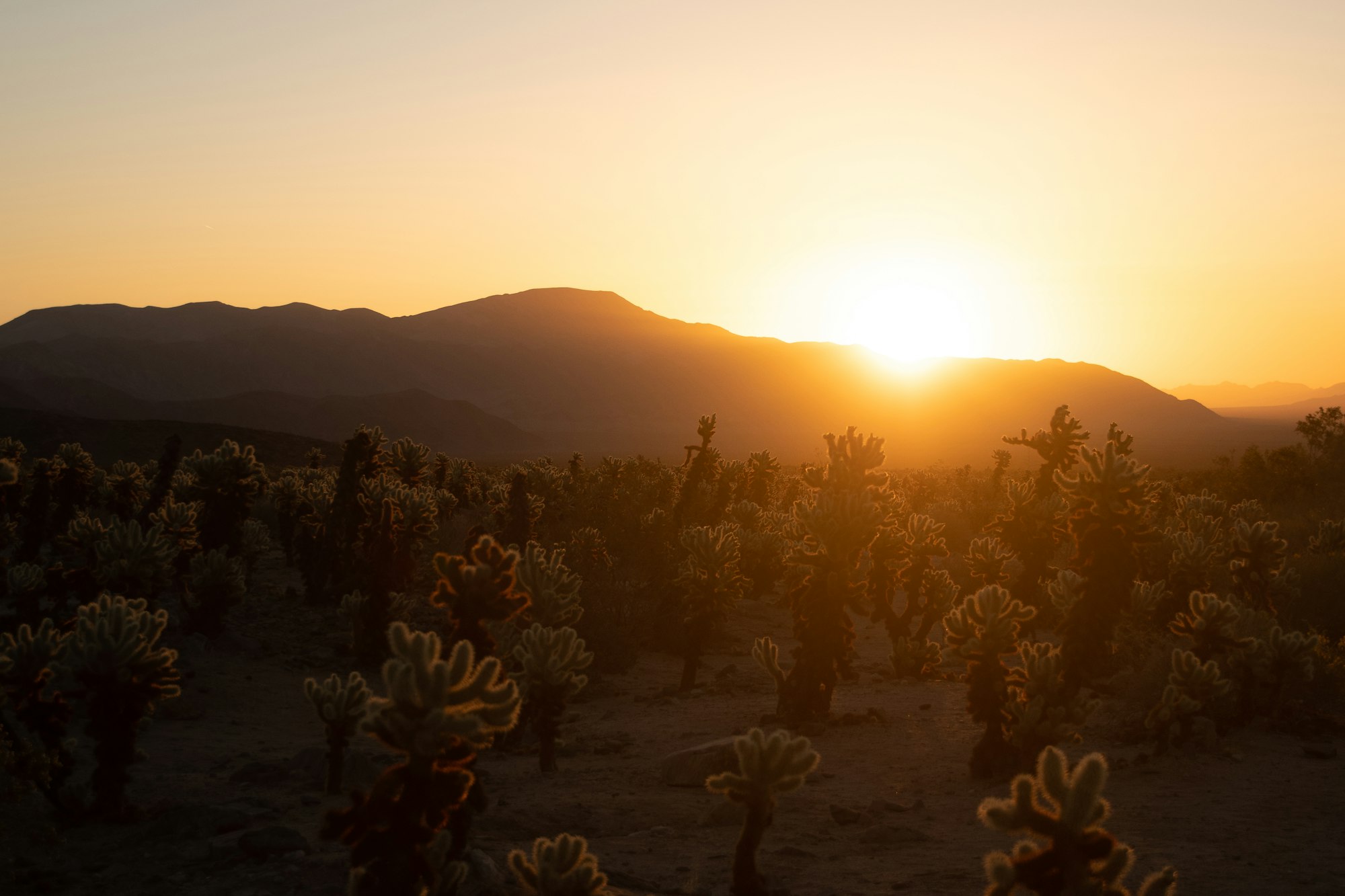 Desert cacti and native plants glowing in golden hour light