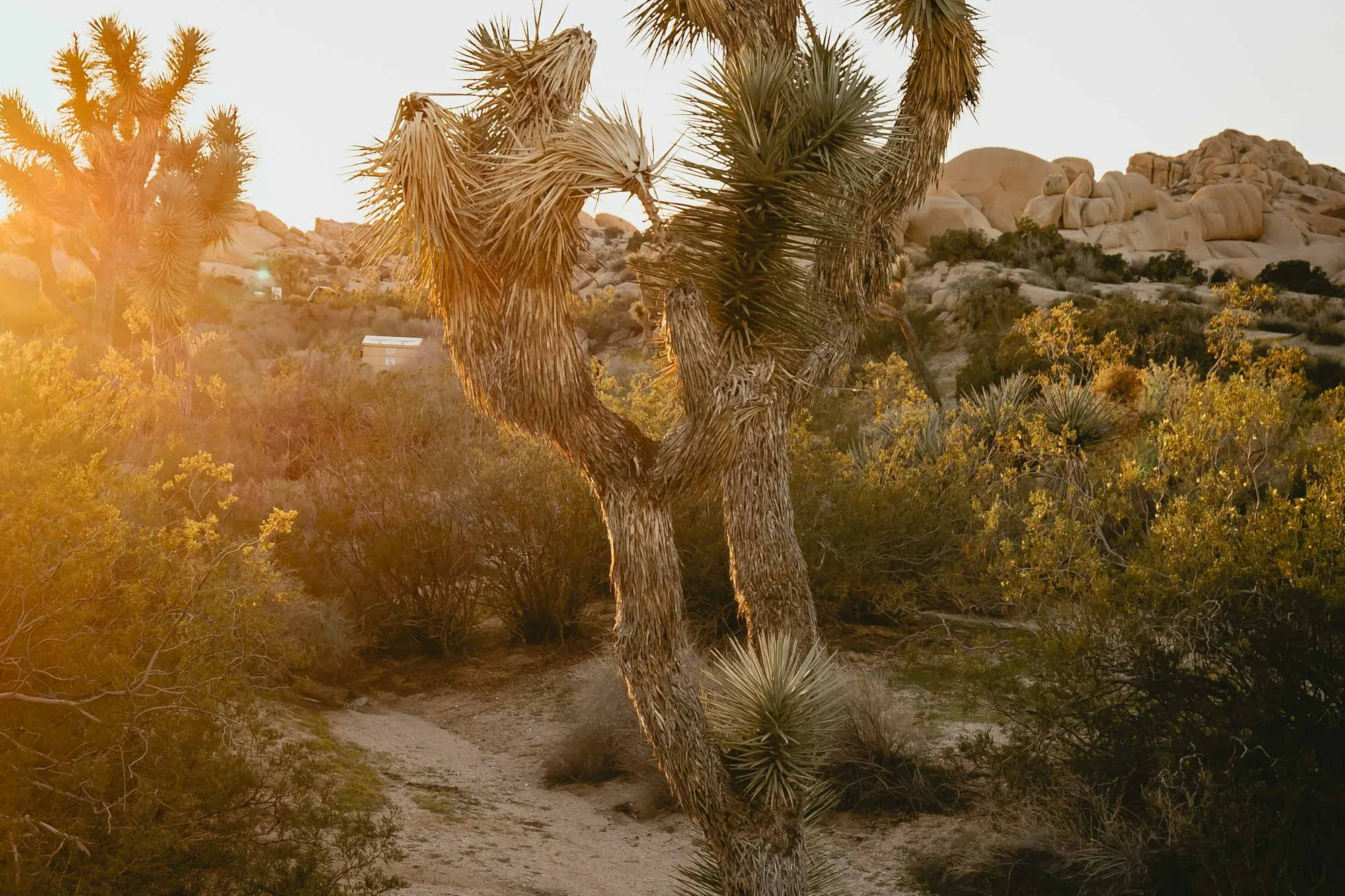 Joshua tree silhouetted against a warm desert sunset