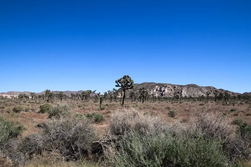 Desert landscape near Yucca Valley in the Morongo Basin