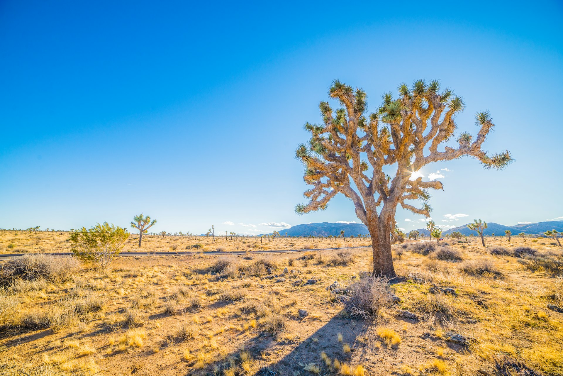 Lone Joshua tree standing tall in the open desert under blue sky