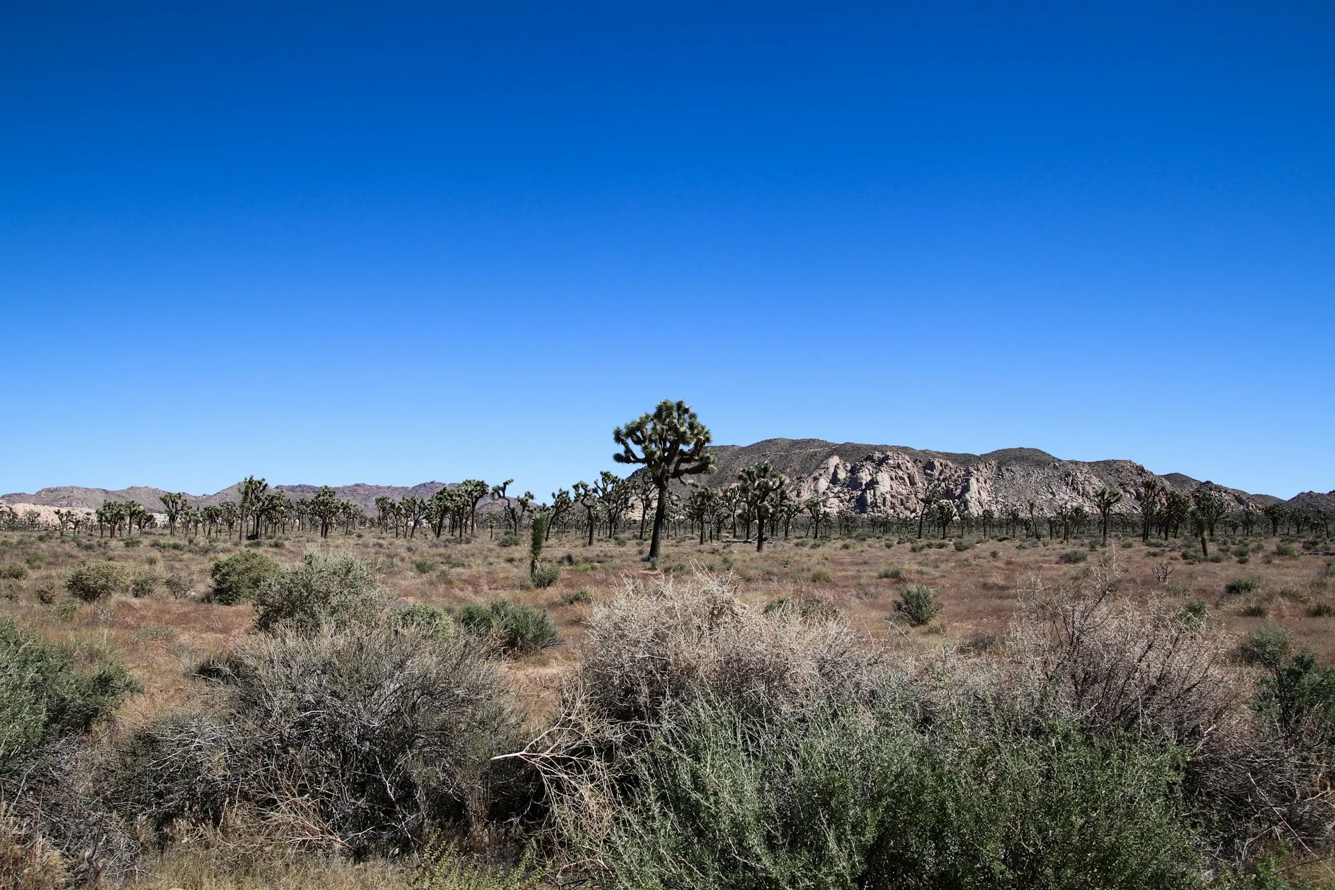 Joshua trees and desert brush stretching across the Morongo Basin