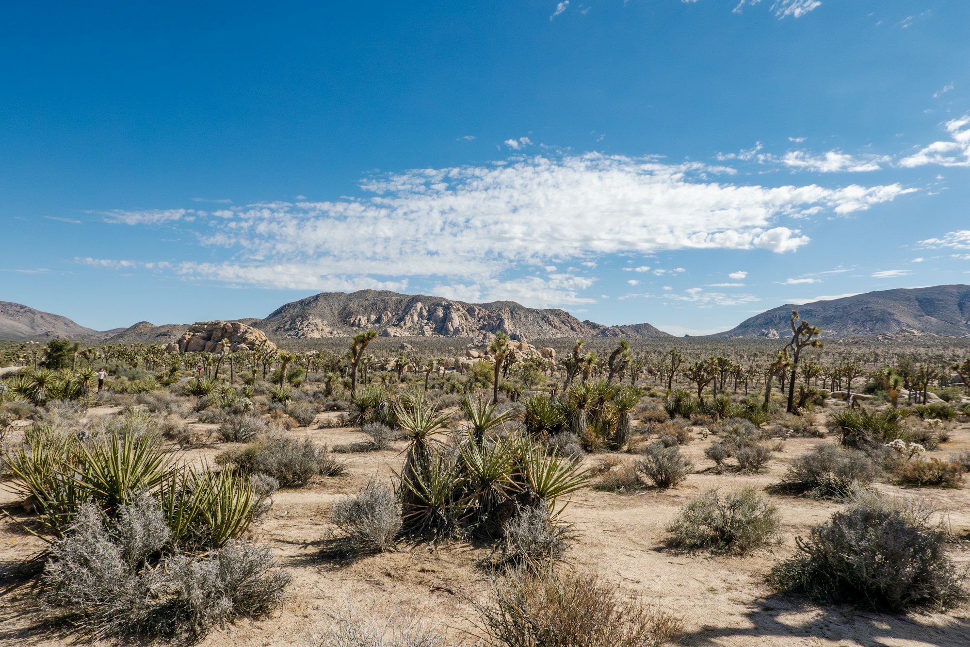 Joshua trees dotting the desert landscape under a clear blue sky