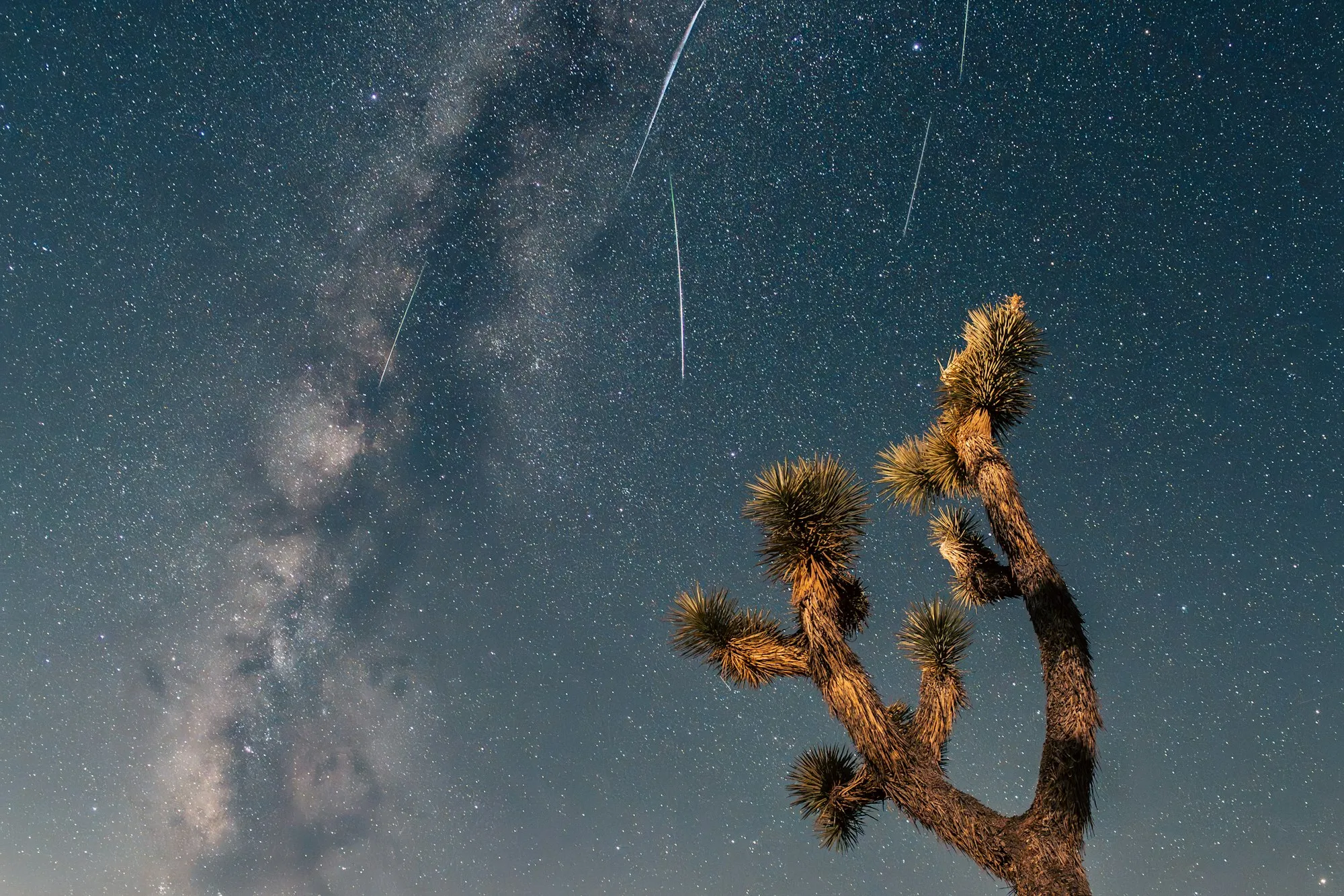 Shooting star and Joshua tree under a starry desert night sky