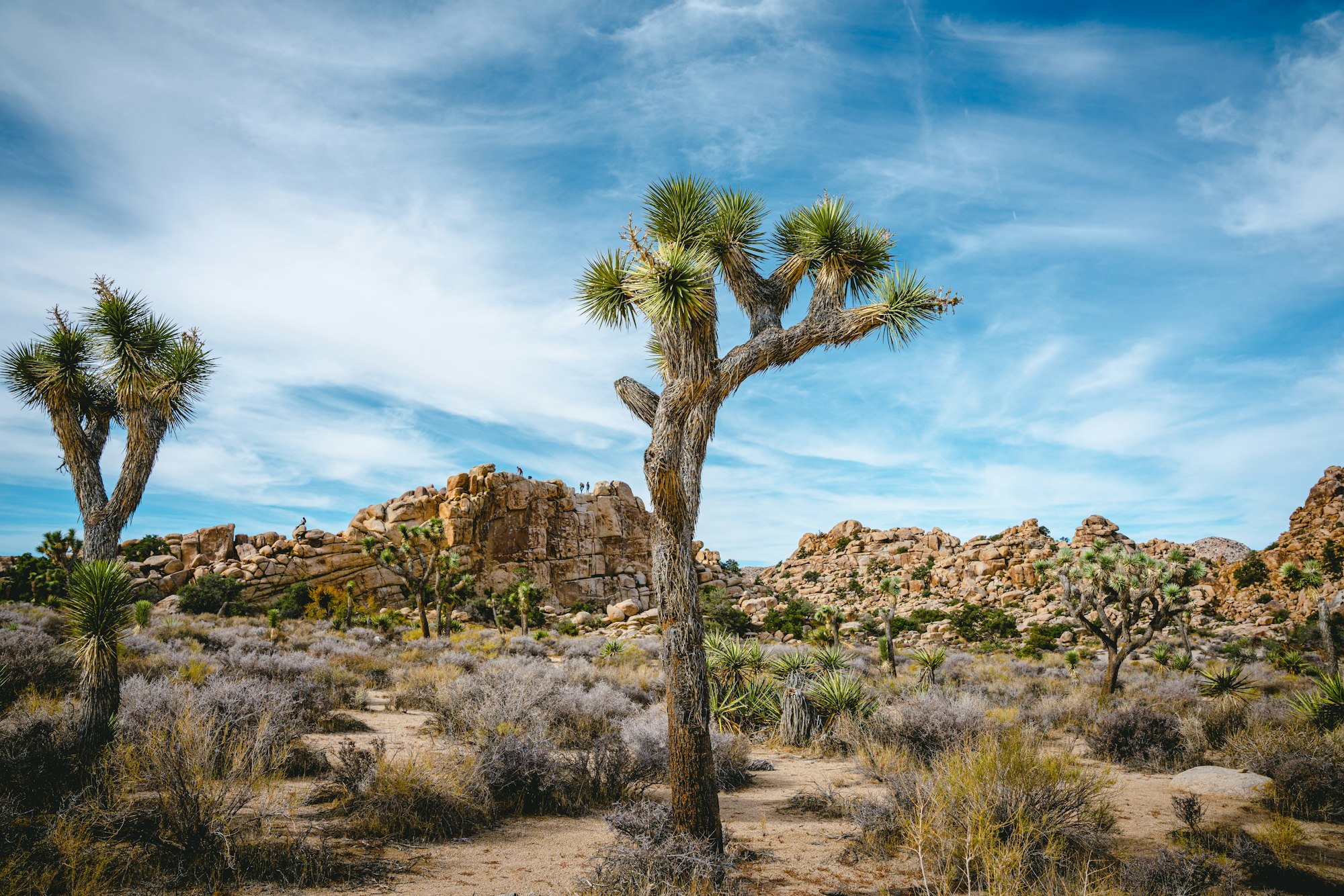Solitary Joshua tree standing in the open Mojave Desert