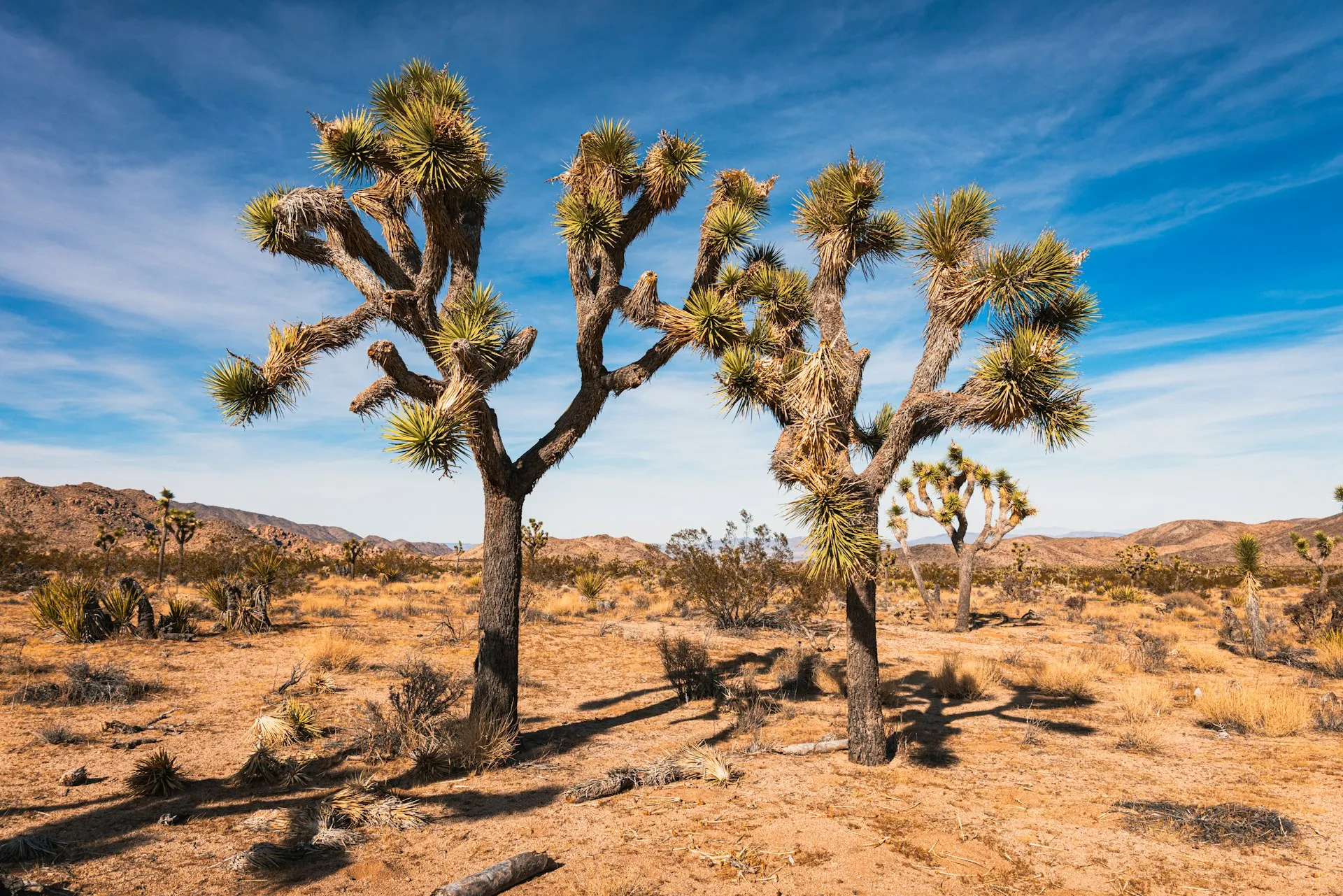 Joshua trees in the desert landscape of the Morongo Basin
