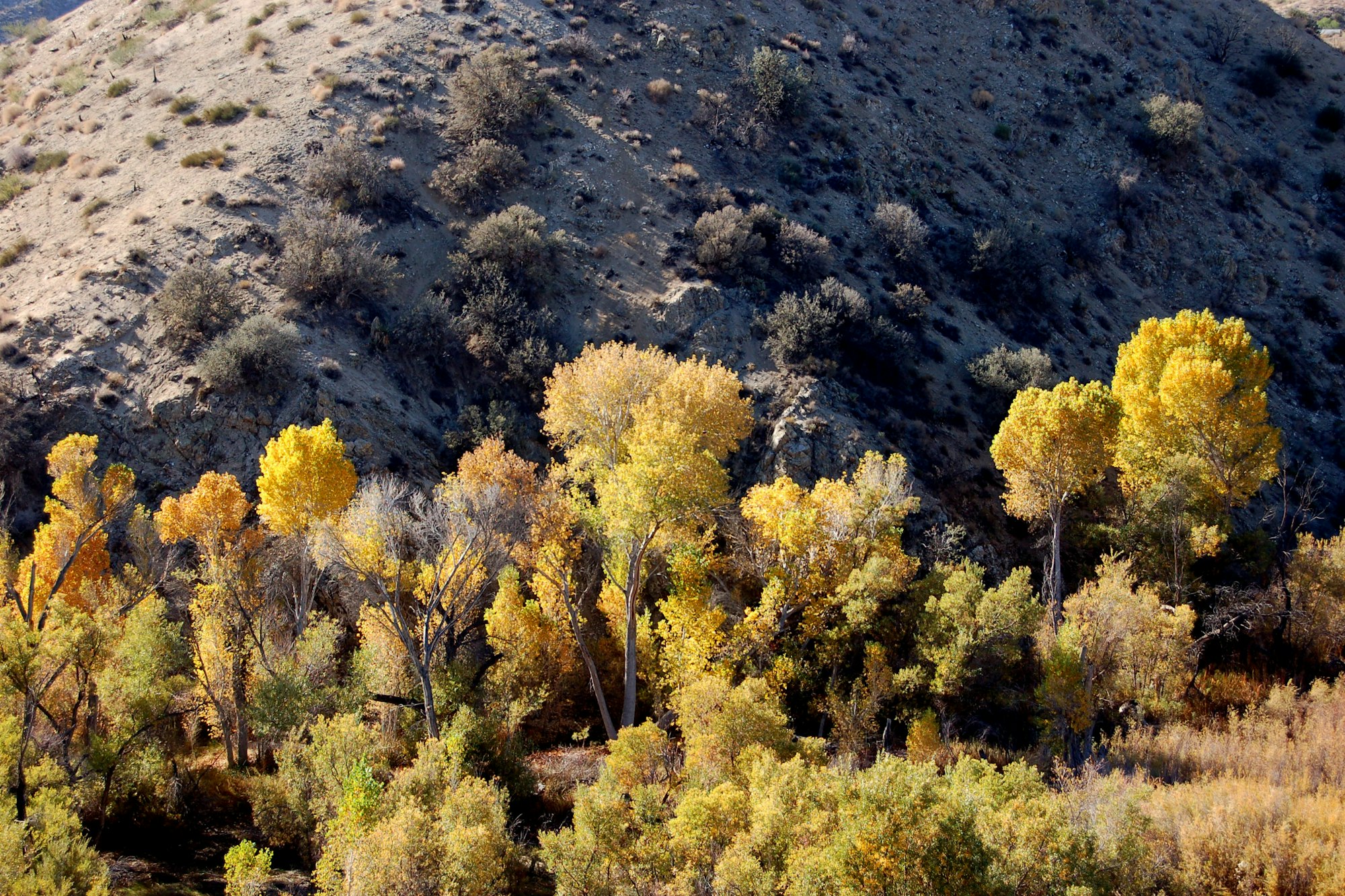Trees and landscape at Big Morongo Canyon Preserve in Morongo Valley