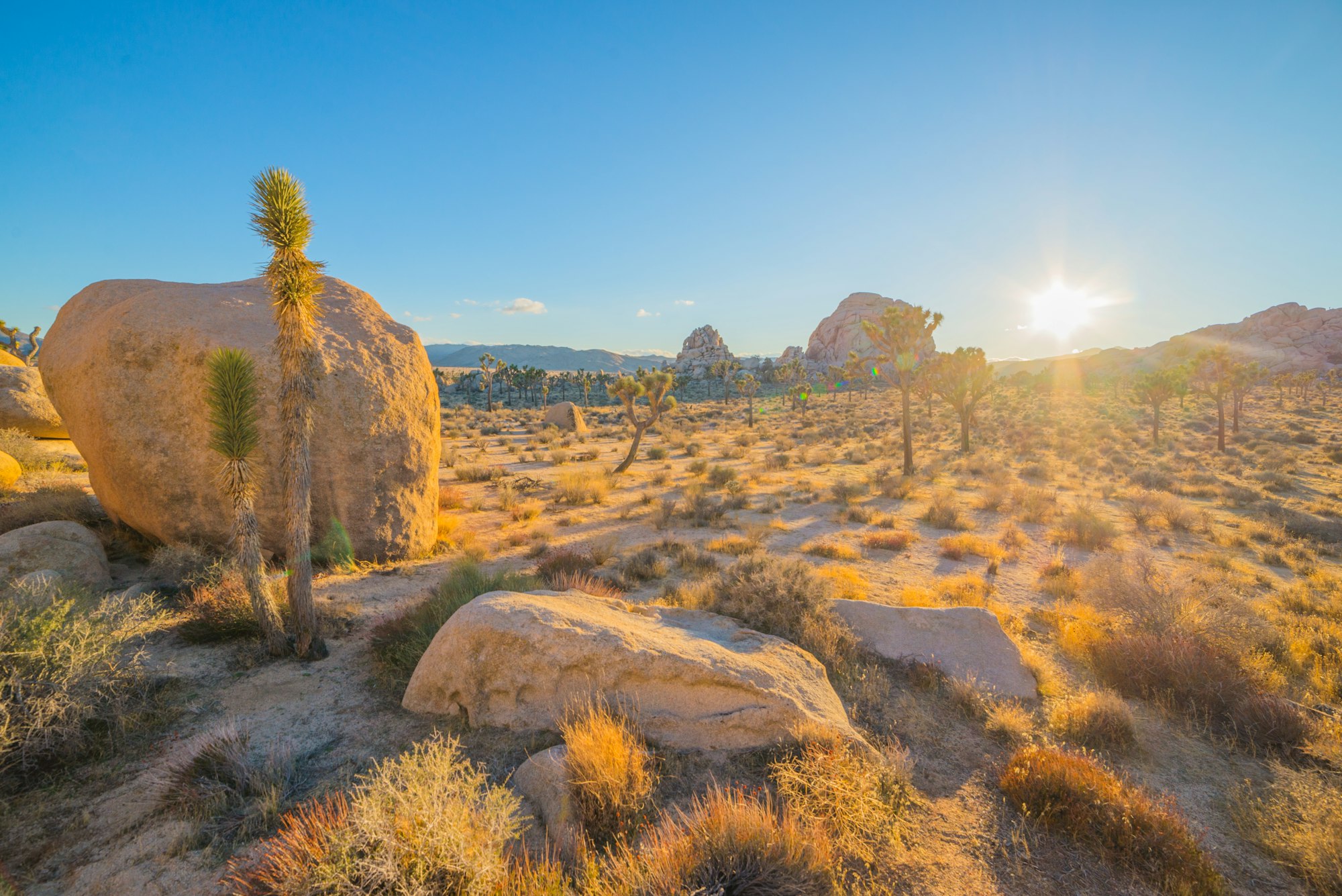 Cactus growing among desert boulders in golden hour light