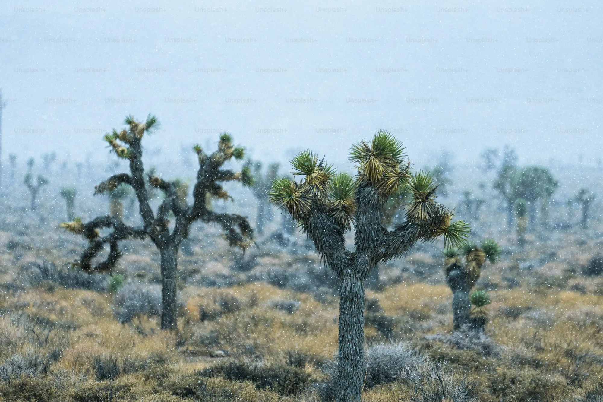 Group of Joshua trees gathered in the Mojave Desert landscape